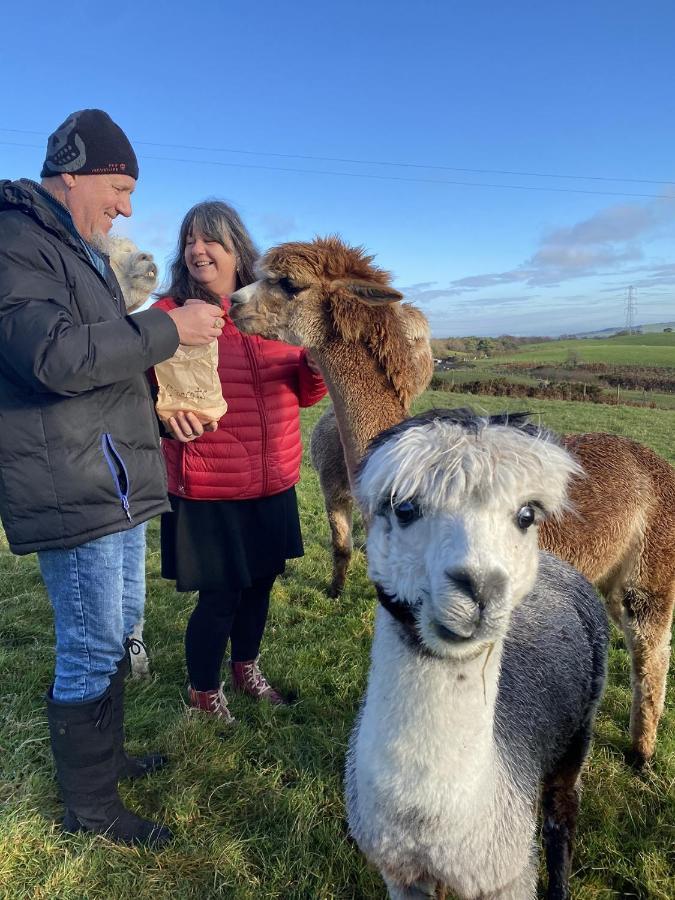 Unique Stay On An Alpaca Therapy Farm With Miniature Donkeys North Wales Mold Luaran gambar