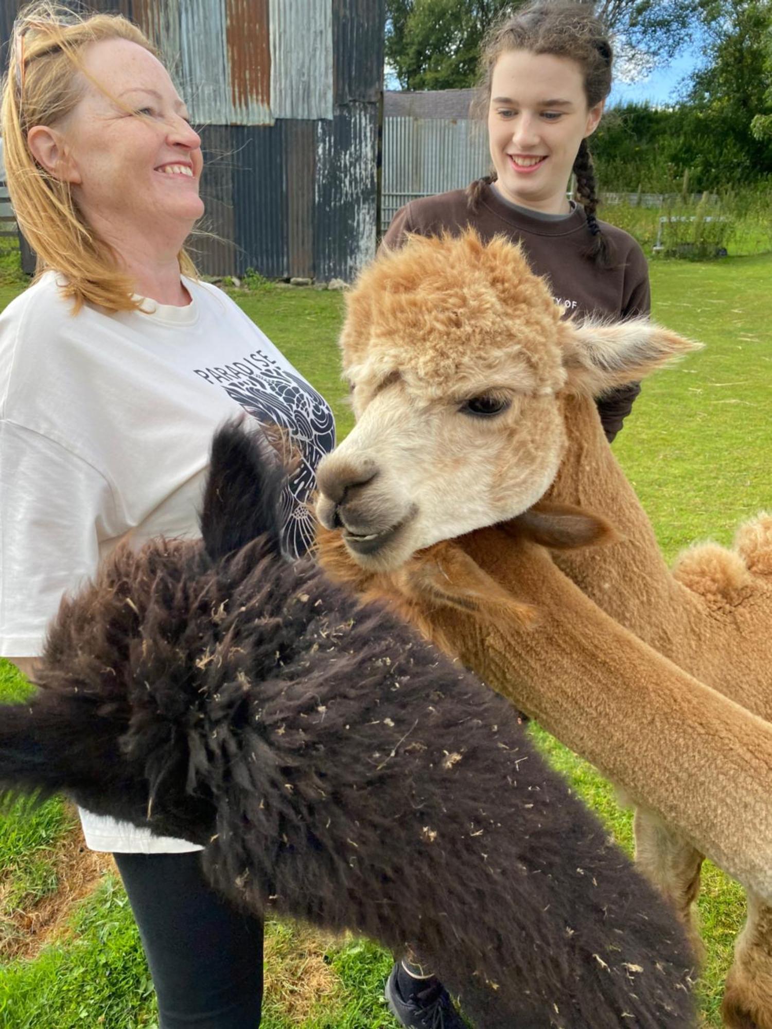 Unique Stay On An Alpaca Therapy Farm With Miniature Donkeys North Wales Mold Luaran gambar